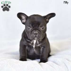 Milly, French Bulldog Puppy