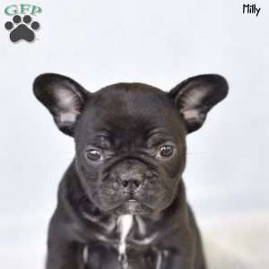 Milly, French Bulldog Puppy