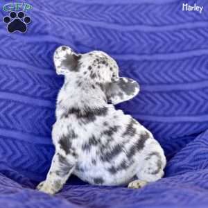 Marley, French Bulldog Puppy