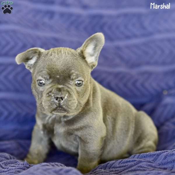 Marshal, French Bulldog Puppy