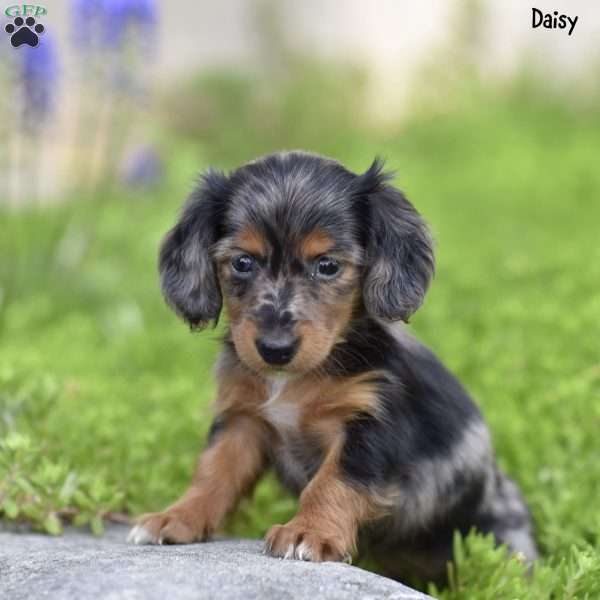 Daisy, Dachshund Puppy