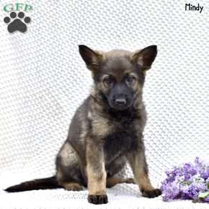 Mindy, German Shepherd Puppy