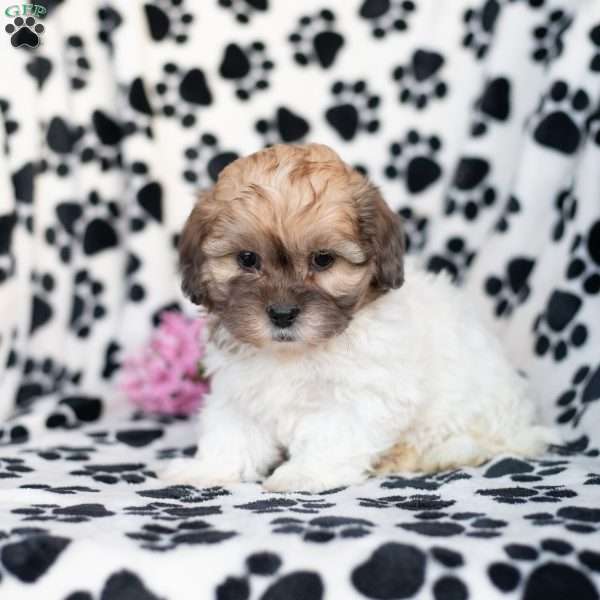 Kevin, Shih-Poo Puppy