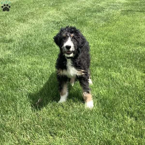 Tod, Bernedoodle Puppy