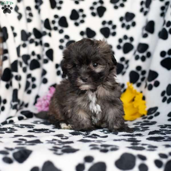 Kira, Shih-Poo Puppy