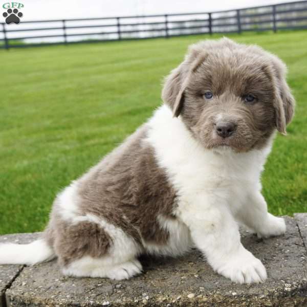 Stacey, Newfoundland Puppy