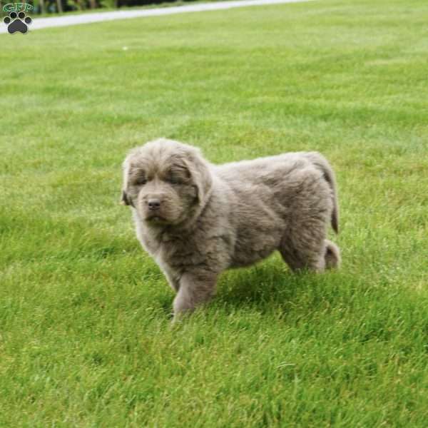 Mia, Newfoundland Puppy