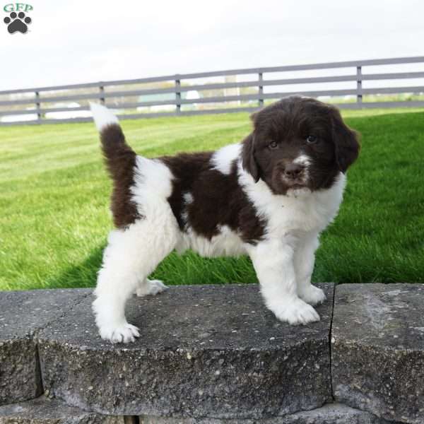 Regan, Newfoundland Puppy