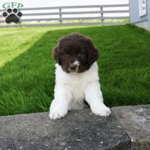 Regan, Newfoundland Puppy
