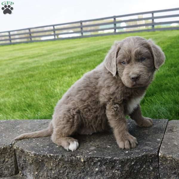 Bella, Newfoundland Puppy