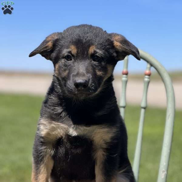 Roxy, German Shepherd Puppy