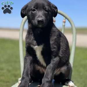 German Shepherd Mix Puppies For Sale - Greenfield Puppies