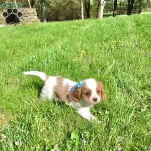 Cavalier King Charles Spaniel Puppies For Sale