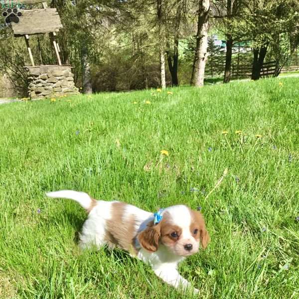 Frankie, Cavalier King Charles Spaniel Puppy