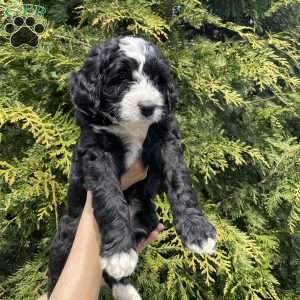 Billy, Bernedoodle Puppy