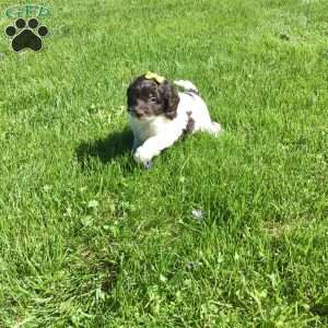 Cockapoo Puppies for Sale - Greenfield Puppies