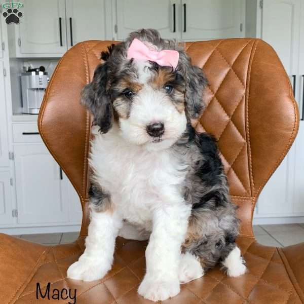 Macy, Mini Bernedoodle Puppy