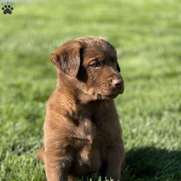 Max, German Sheprador Puppy