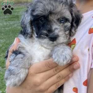 Quinn, Miniature Poodle Puppy