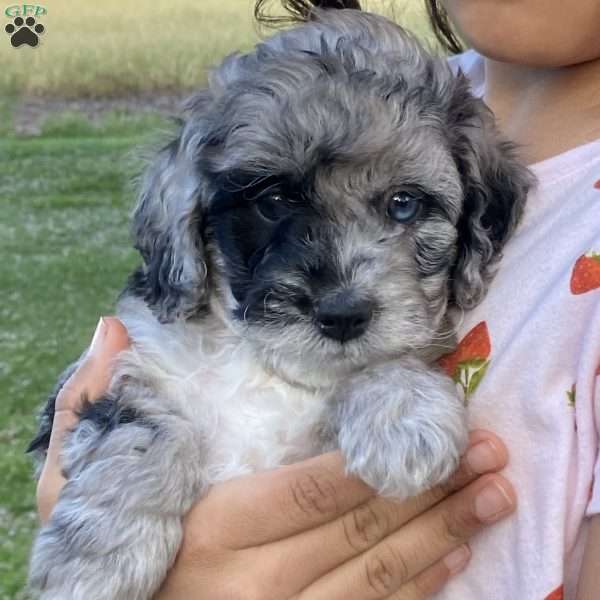 Quinn, Miniature Poodle Puppy