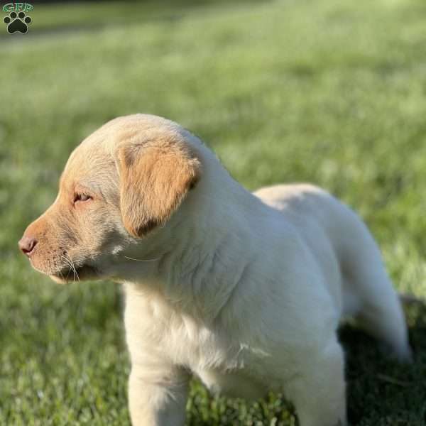 Buster, German Sheprador Puppy