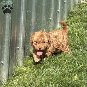 Sandy, Toy Poodle Puppy