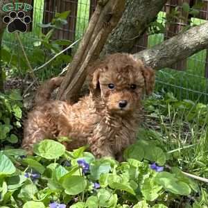 Sandy, Toy Poodle Puppy
