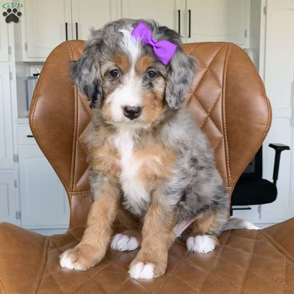 Jewel, Mini Bernedoodle Puppy