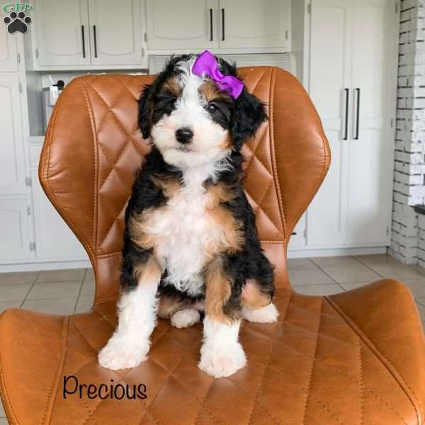 Precious, Mini Bernedoodle Puppy