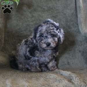 Brian, Miniature Poodle Puppy