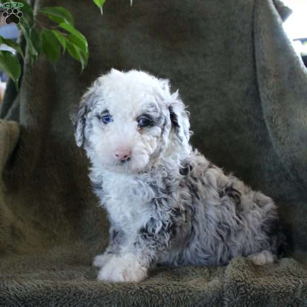 Bruce, Miniature Poodle Puppy