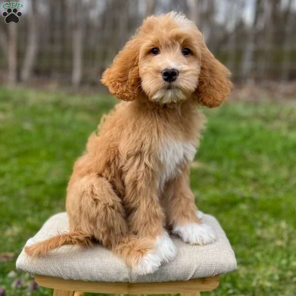 Romeo, Goldendoodle Puppy
