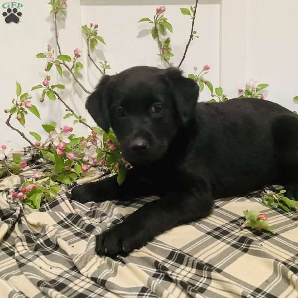 Rosy, Labrador Mix Puppy