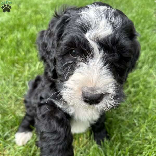 Billy, Bernedoodle Puppy