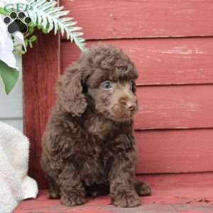 Fred, Miniature Poodle Puppy