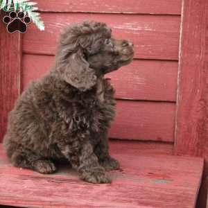 Fred, Miniature Poodle Puppy