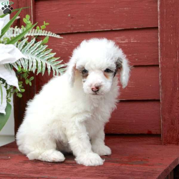 Fritz, Miniature Poodle Puppy