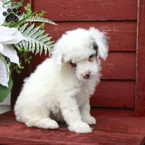 Fritz, Miniature Poodle Puppy