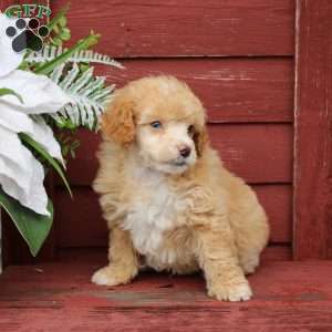 Felix, Miniature Poodle Puppy