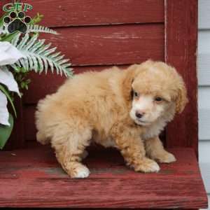 Felix, Miniature Poodle Puppy