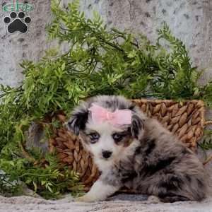 Mia, Miniature Australian Shepherd Puppy