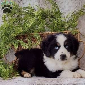 Bailey, Miniature Australian Shepherd Puppy