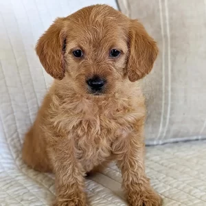 Poppy, Mini Labradoodle Puppy