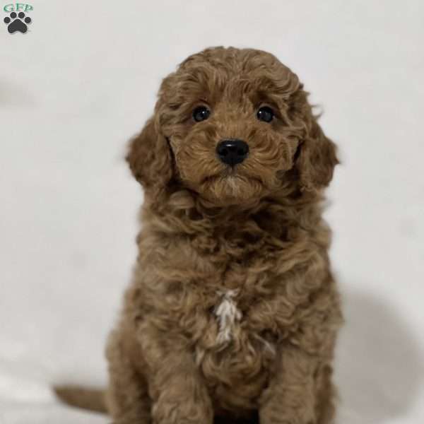 Parker, Mini Goldendoodle Puppy