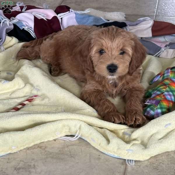 Billy, Mini Whoodle Puppy