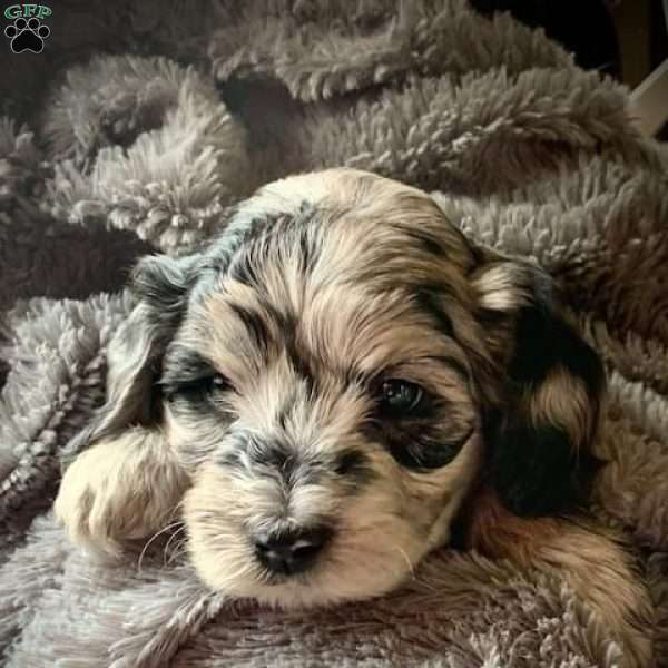 Sam, Mini Labradoodle Puppy