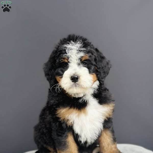 Cosmo, Mini Bernedoodle Puppy