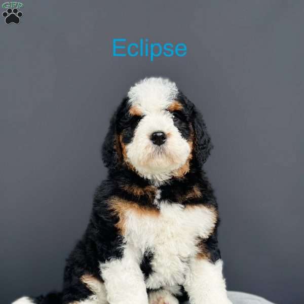 Eclipse, Mini Bernedoodle Puppy