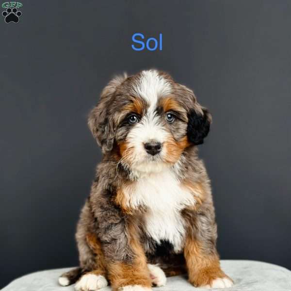 Sol, Mini Bernedoodle Puppy