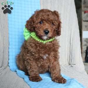 Buddy, Mini Goldendoodle Puppy